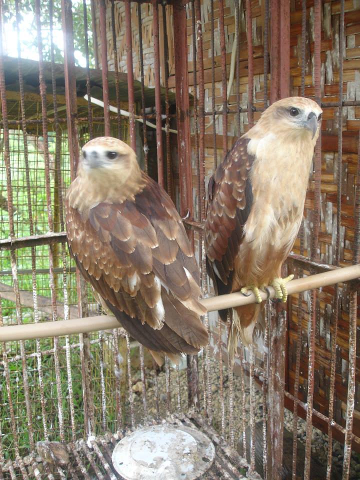 Eagles, Coal Mountain Resort, Argao, Cebu Eagles, Coal Mountain Resort, Argao, Cebu