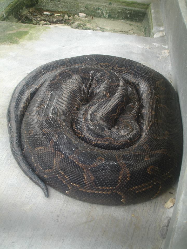 Reticulated Python, Coal Mountain Resort, Argao, Cebu Reticulated Python, Coal Mountain Resort, Argao, Cebu