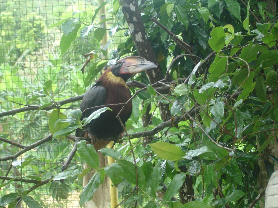 Toucan Bird, Coal Mountain Resort, Argao, Cebu Toucan Bird, Coal Mountain Resort, Argao, Cebu