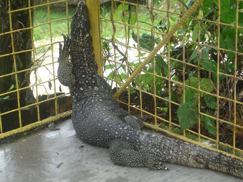 Komodo Dragon, Coal Mountain Resort, Argao, Cebu Komodo Dragon, Coal Mountain Resort, Argao, Cebu