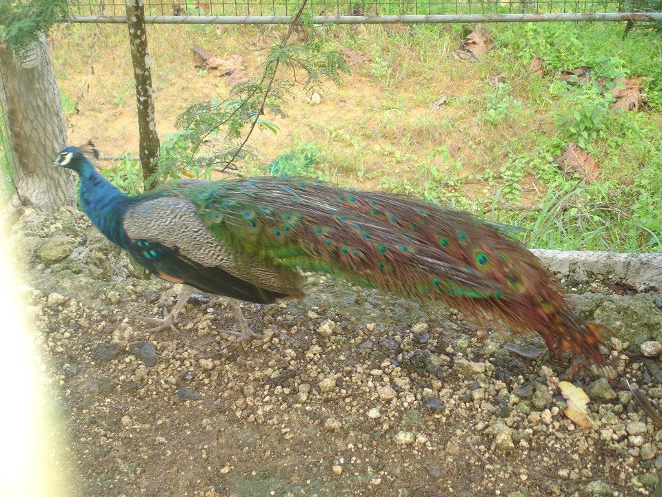 Peacock, Coal Mountain Resort, Argao, Cebu Peacock, Coal Mountain Resort, Argao, Cebu