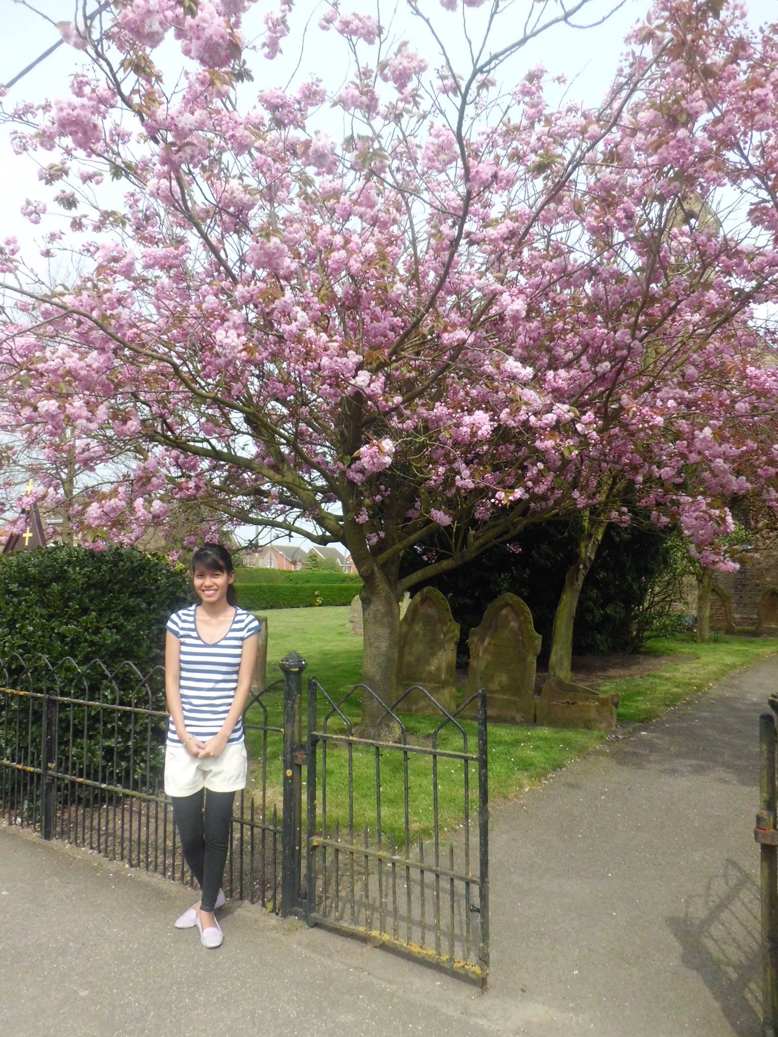 Cherry Blossom Tree, Spring Time