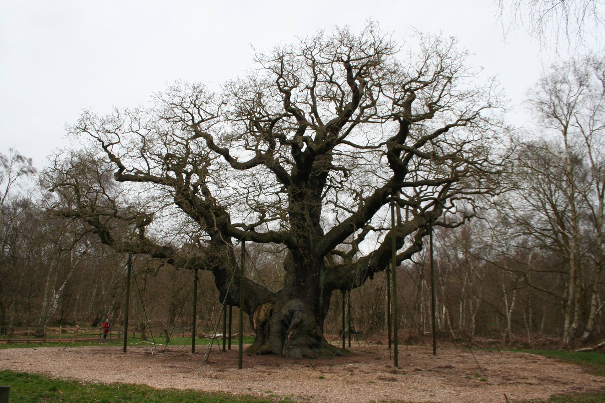 Sherwood Tree