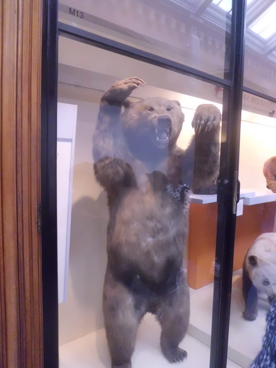 Brown Bear, National History Museum London