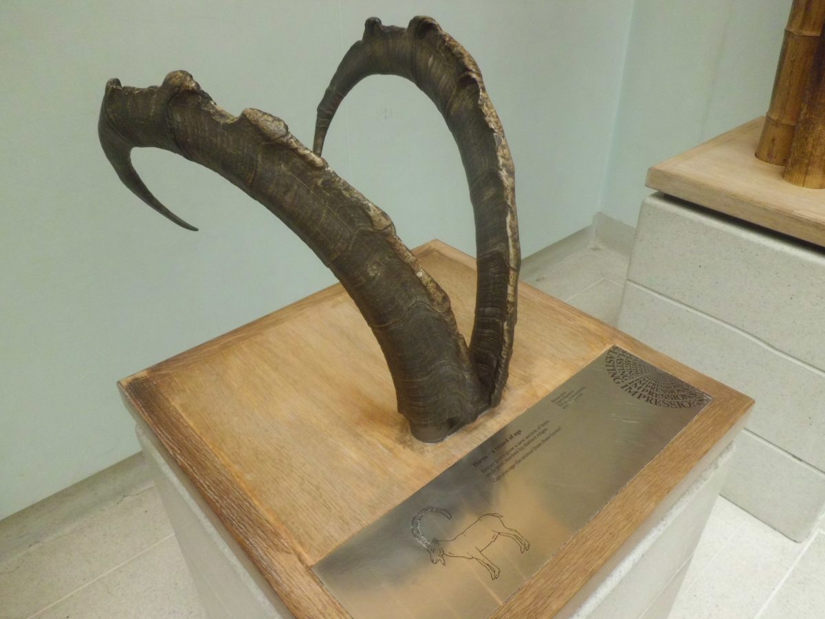 Horn of a Bezoar Goat. Horn signifies the age of an animal