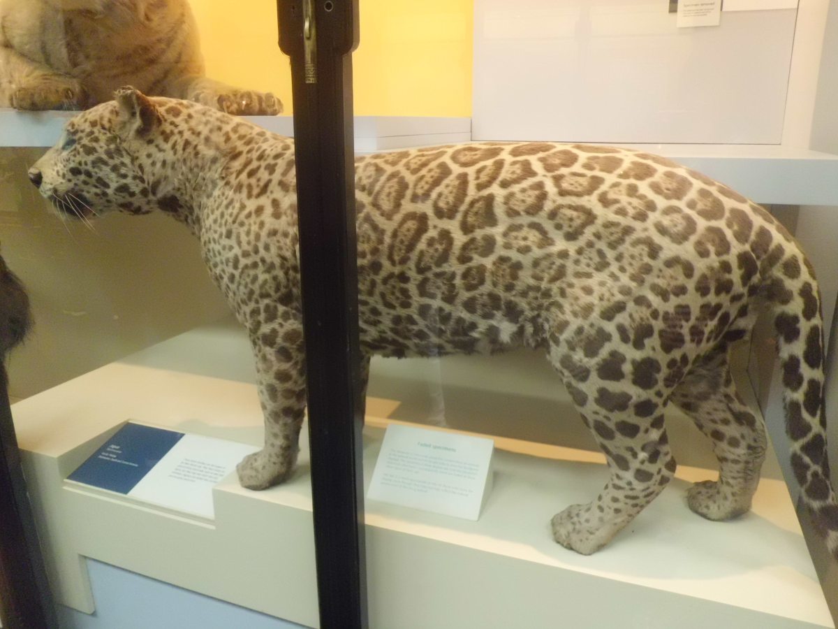 Jaguar, National History Museum London