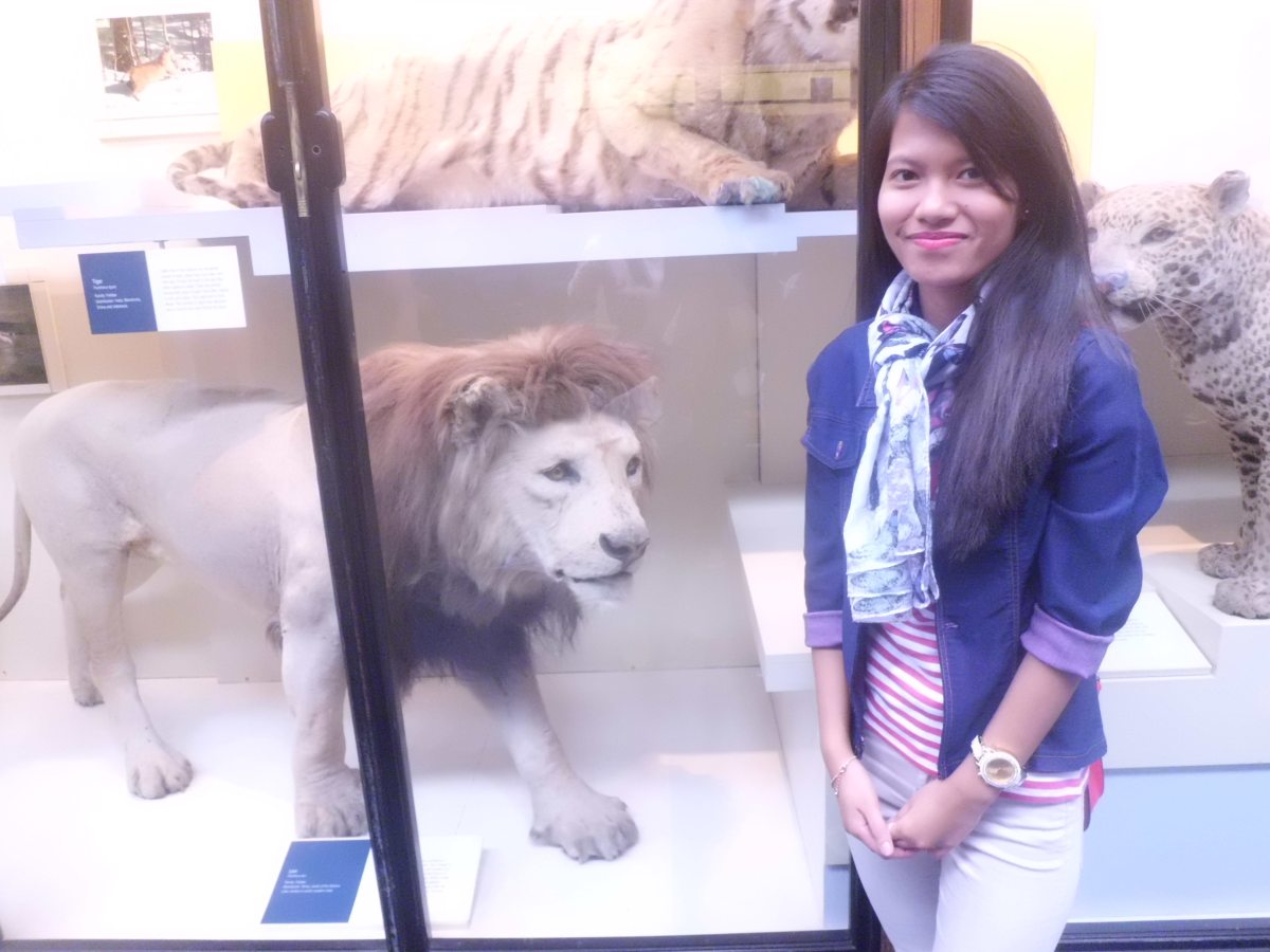 Lion, the King of the Jungle, National History Museum London